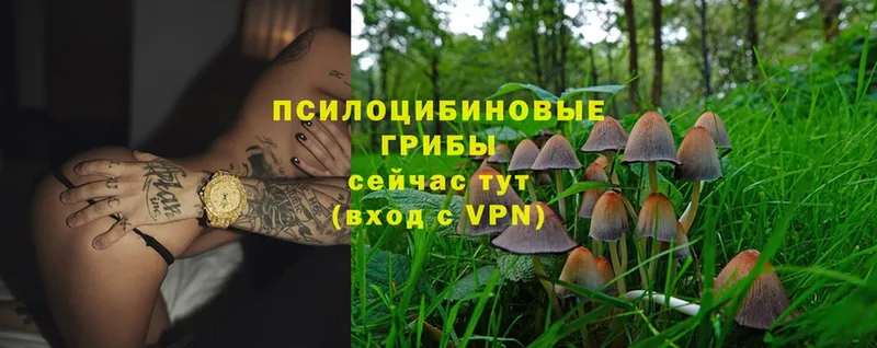 кракен вход  Ворсма  Псилоцибиновые грибы Psilocybine cubensis 